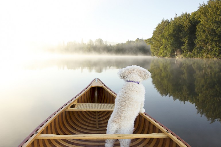 dog in a boat on a misty lake